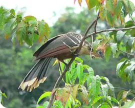 turismo ornitológico manaus 4